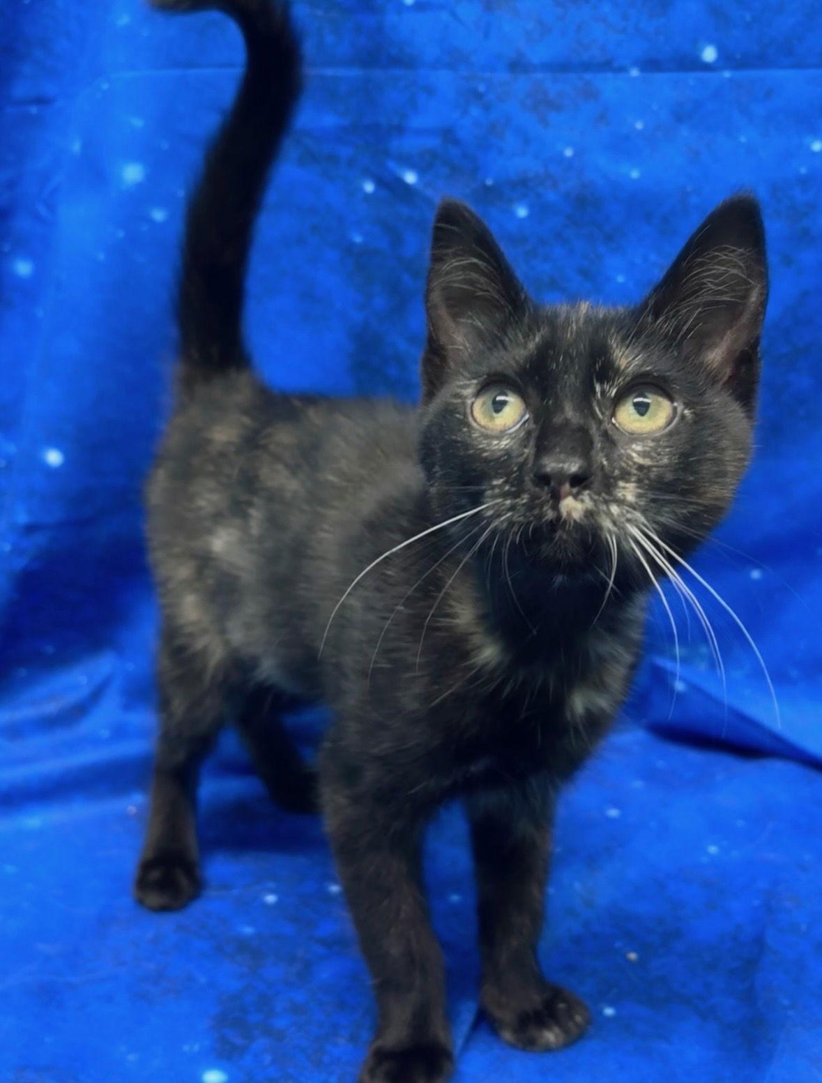 251870 Cookie — thumbnail 3