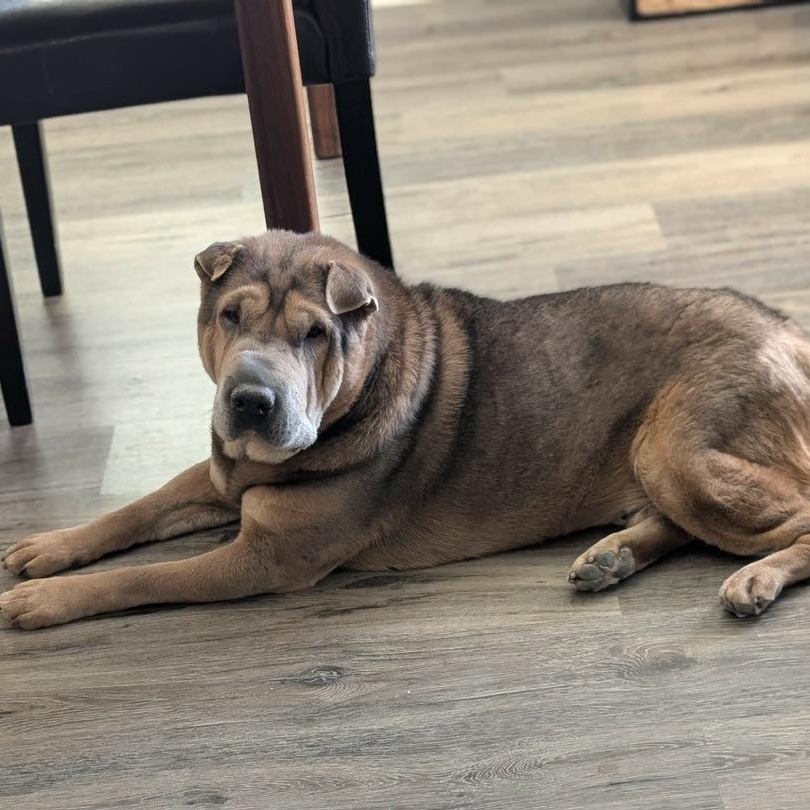 Enlarge EVIE, a Adoptable Shar-Pei in Cameron, NC image 3/4
