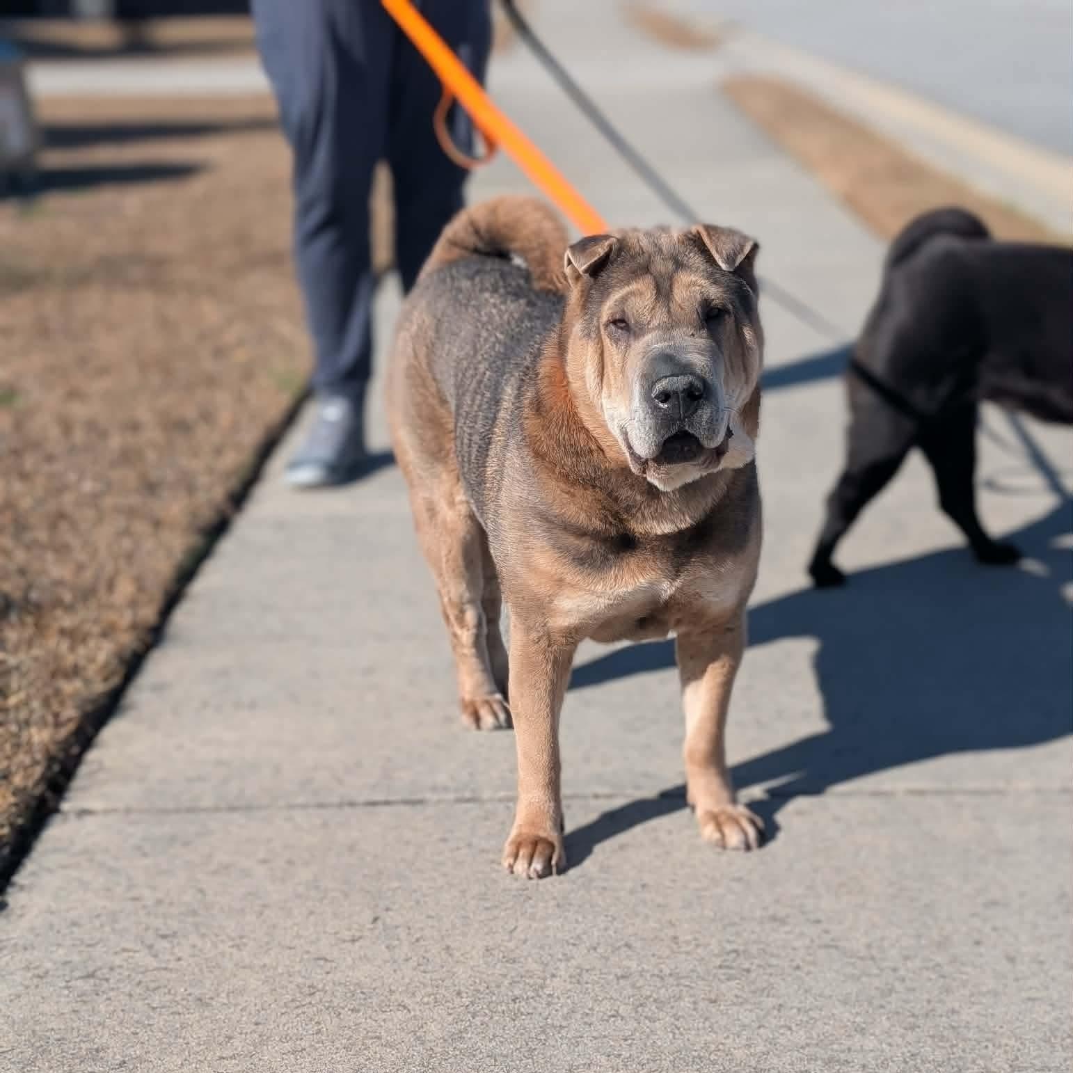 Enlarge EVIE, a Adoptable Shar-Pei in Cameron, NC image 2/4