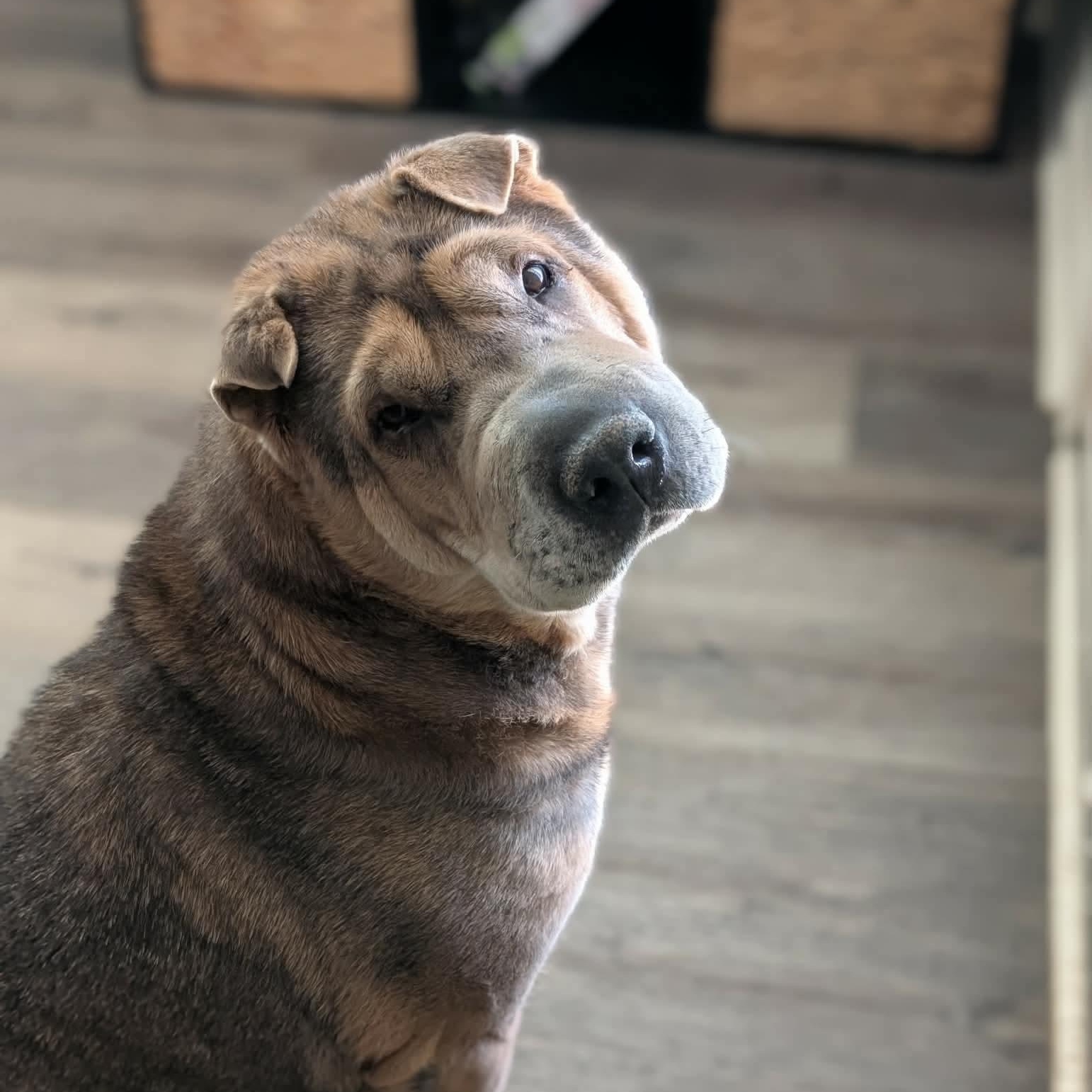 EVIE, Adoptable, Adult Female Shar-Pei.