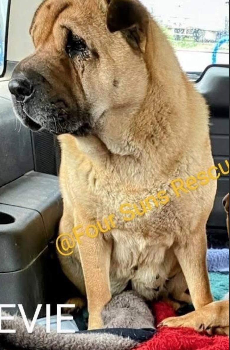 EVIE, Adoptable, Adult Female Shar-Pei.
