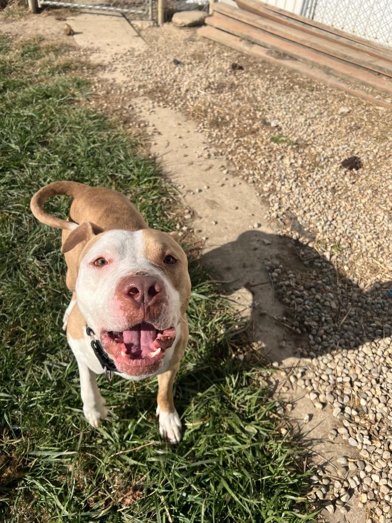 Zeppelin, Adoptable, Adult Male Pit Bull Terrier.