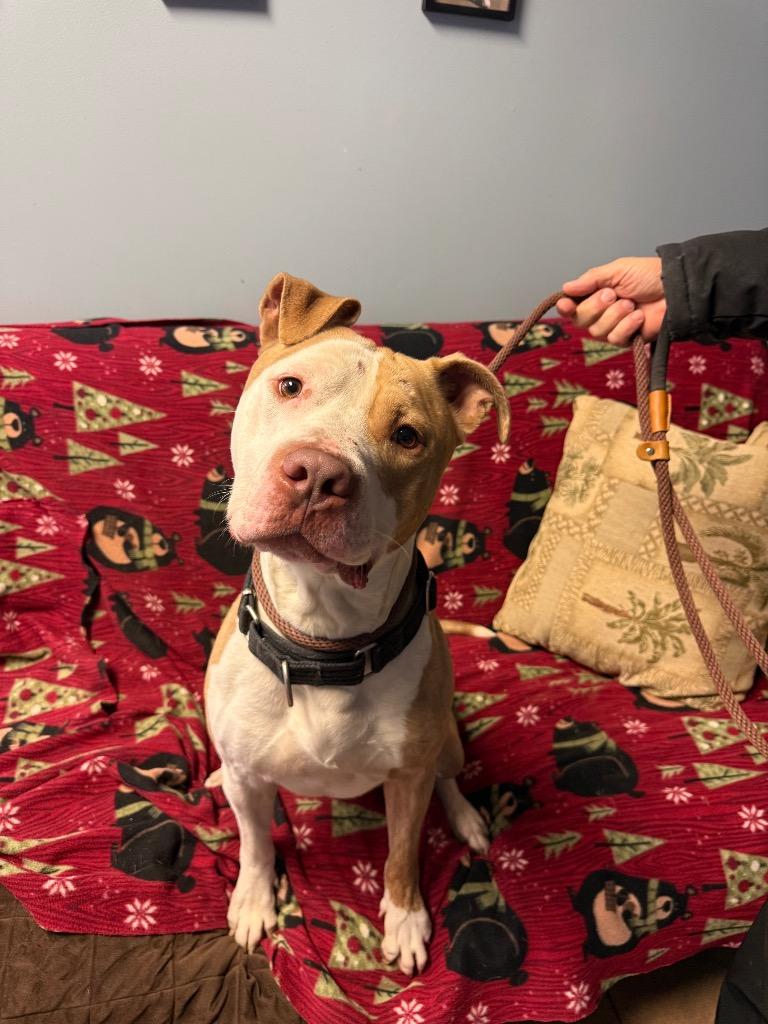 Enlarge Zeppelin, a Adoptable Pit Bull Terrier in Marion, OH image 2/6