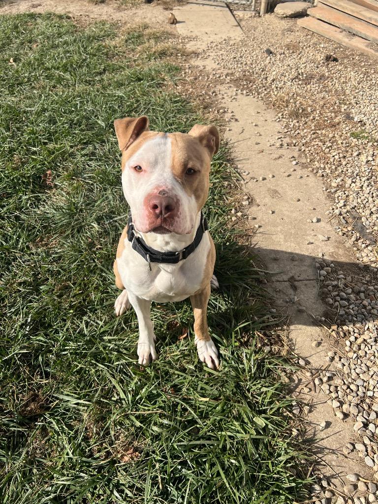 Enlarge Zeppelin, a Adoptable Pit Bull Terrier in Marion, OH image 3/6