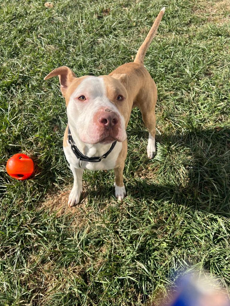 Enlarge Zeppelin, a Adoptable Pit Bull Terrier in Marion, OH image 4/6
