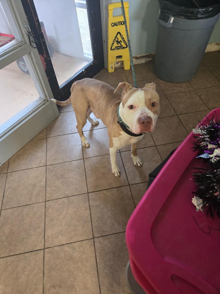 Enlarge Zeppelin, a Adoptable Pit Bull Terrier in Marion, OH image 5/6