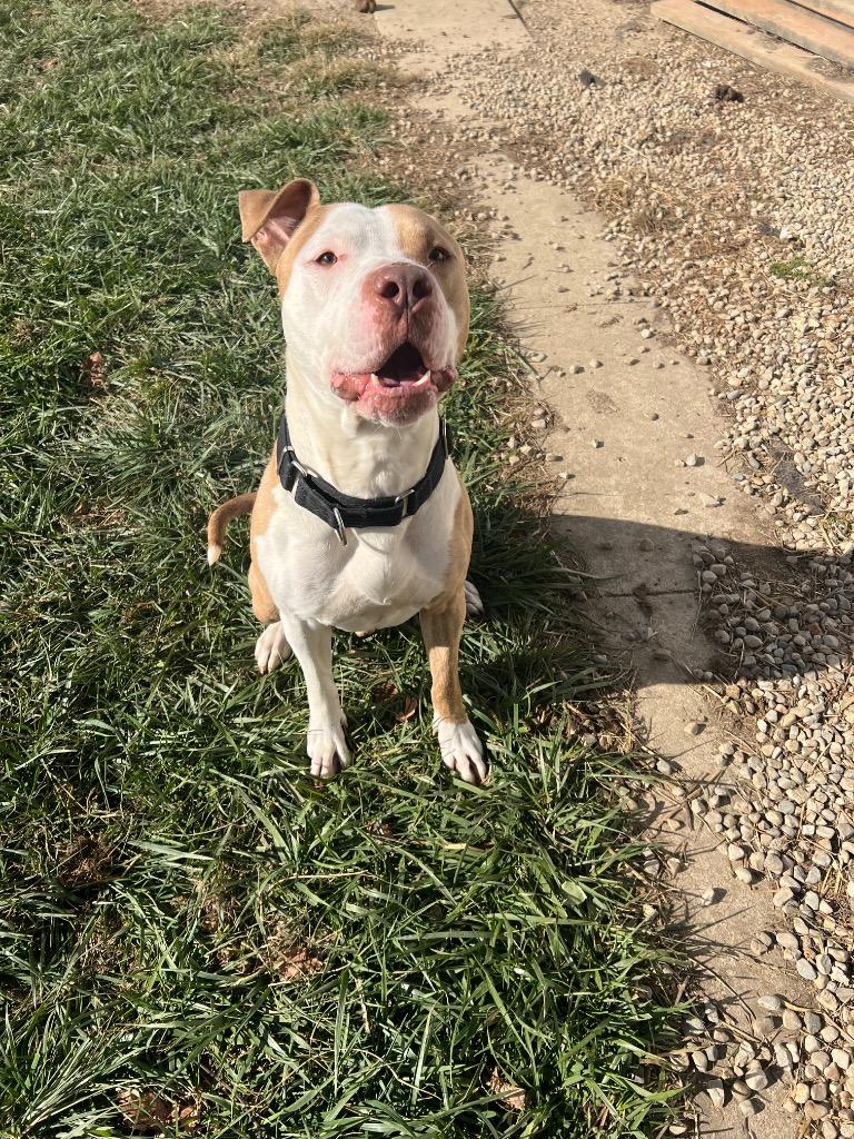 Enlarge Zeppelin, a Adoptable Pit Bull Terrier in Marion, OH image 6/6