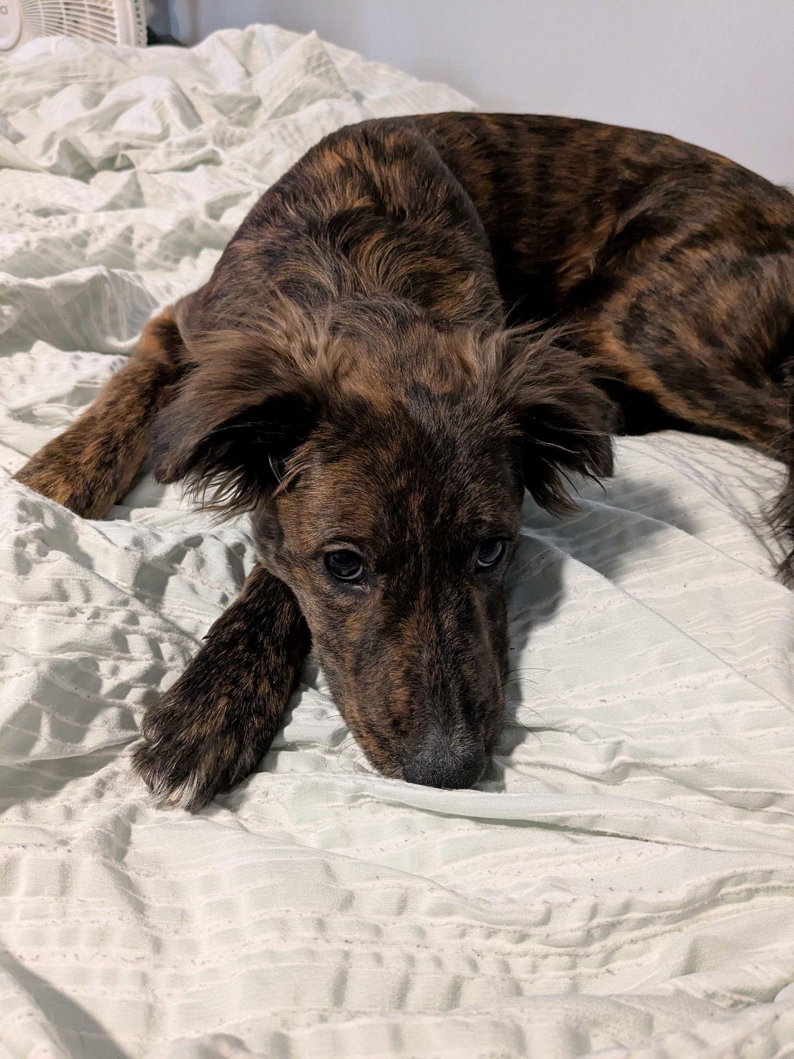 Whitney, Adoptable, Puppy Female Border Collie.