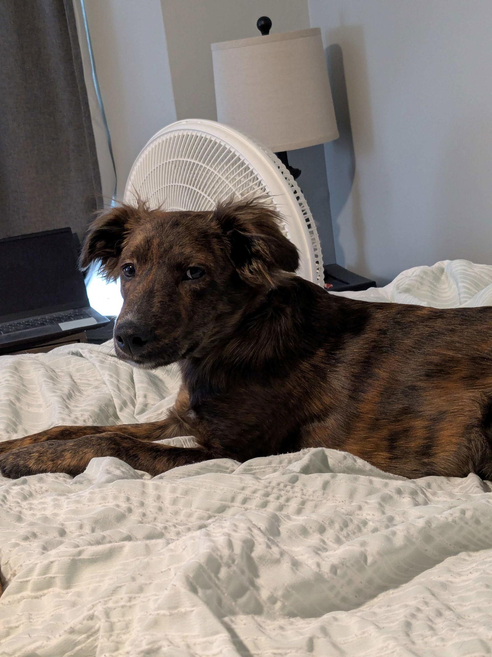 Enlarge Whitney, a Adoptable Border Collie in Cliffwood, NJ image 2/3