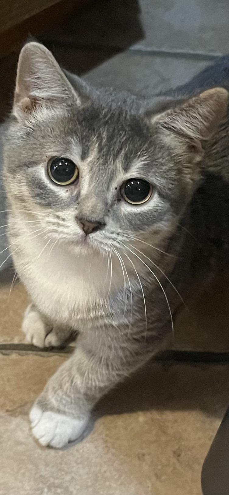 Marvina, Adoptable, Young Female Domestic Short Hair.