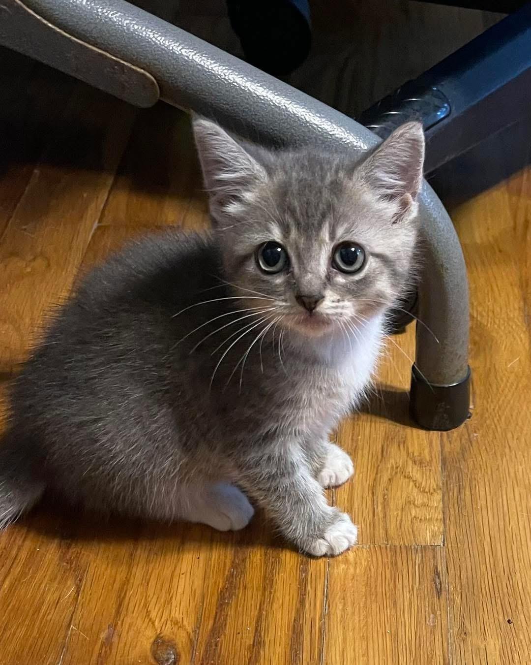 Marvina, a Adoptable Domestic Short Hair in Manorville, NY image 3/5