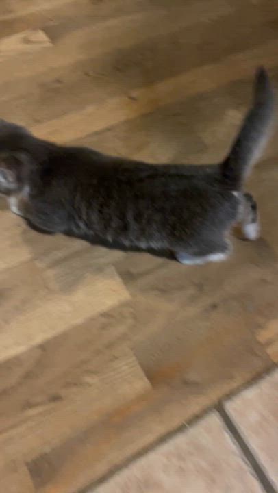 Enlarge Marvina, a Adoptable Domestic Short Hair in Manorville, NY video 5/5