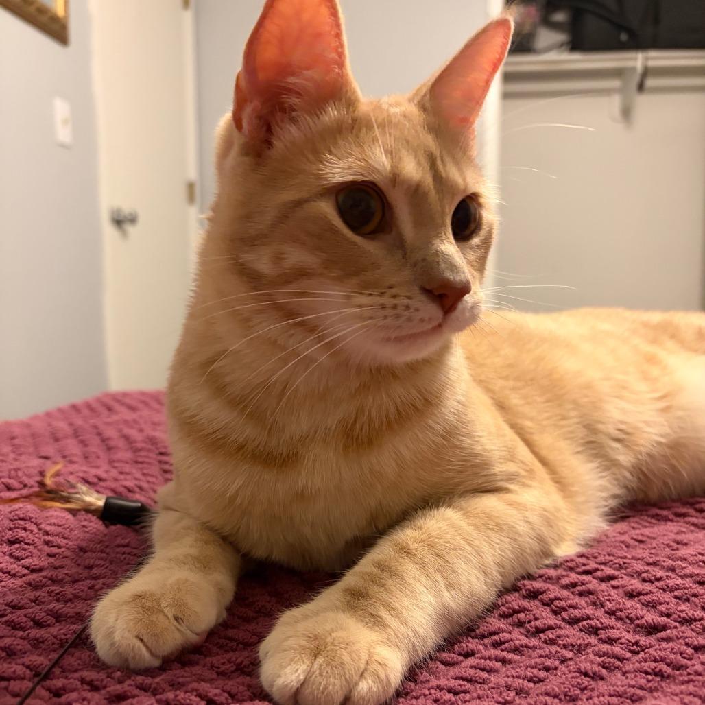 Enlarge Brodsky, a Adoptable Domestic Medium Hair in Boulder, CO image 4/4