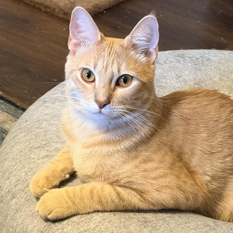 Brodsky, Adoptable, Young Male Domestic Medium Hair.