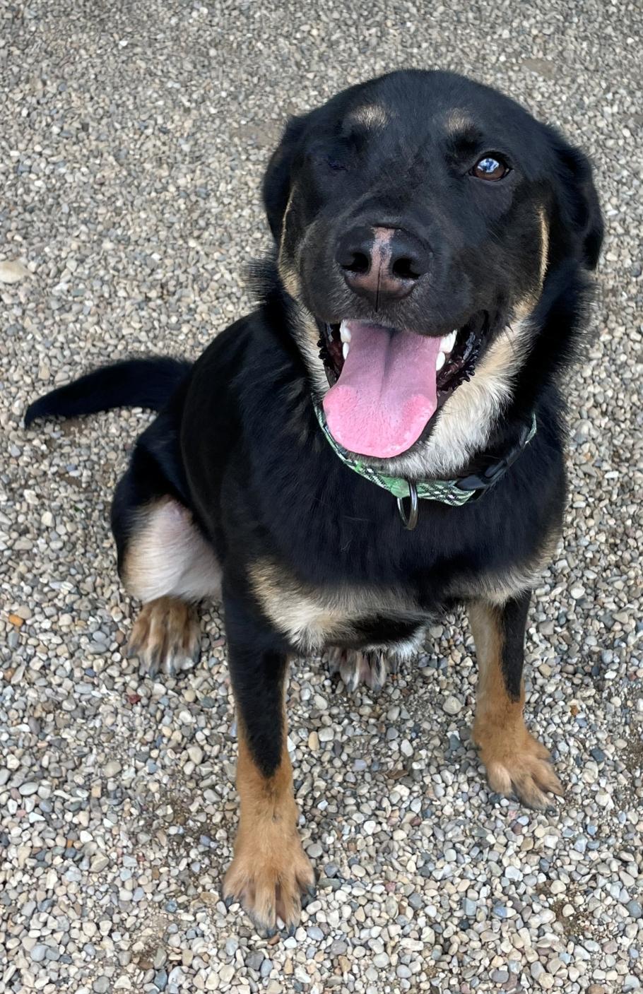 Hayden, Young Male Mixed Breed
