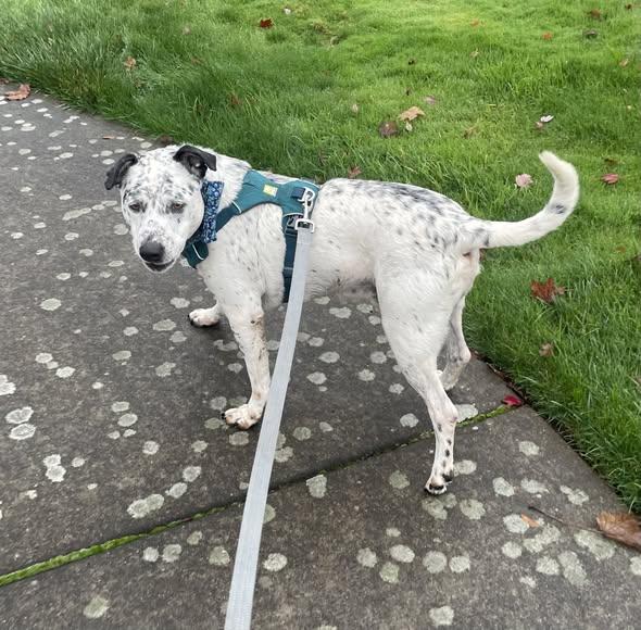 Blueberry-Corvallis, OR, Adoptable, Adult Male Dalmatian & Cattle Dog.