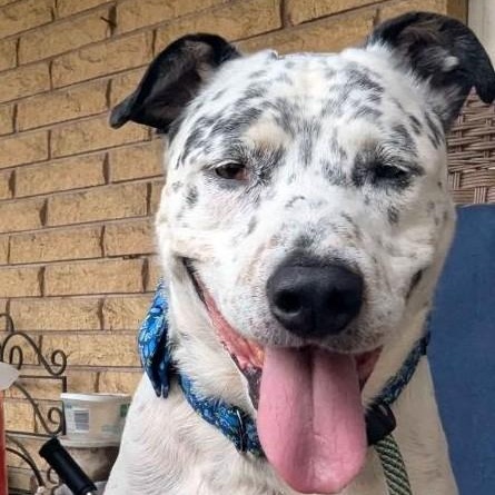 Enlarge Blueberry-Corvallis, OR, a Adoptable mixed breed in Corvallis, OR image 3/4