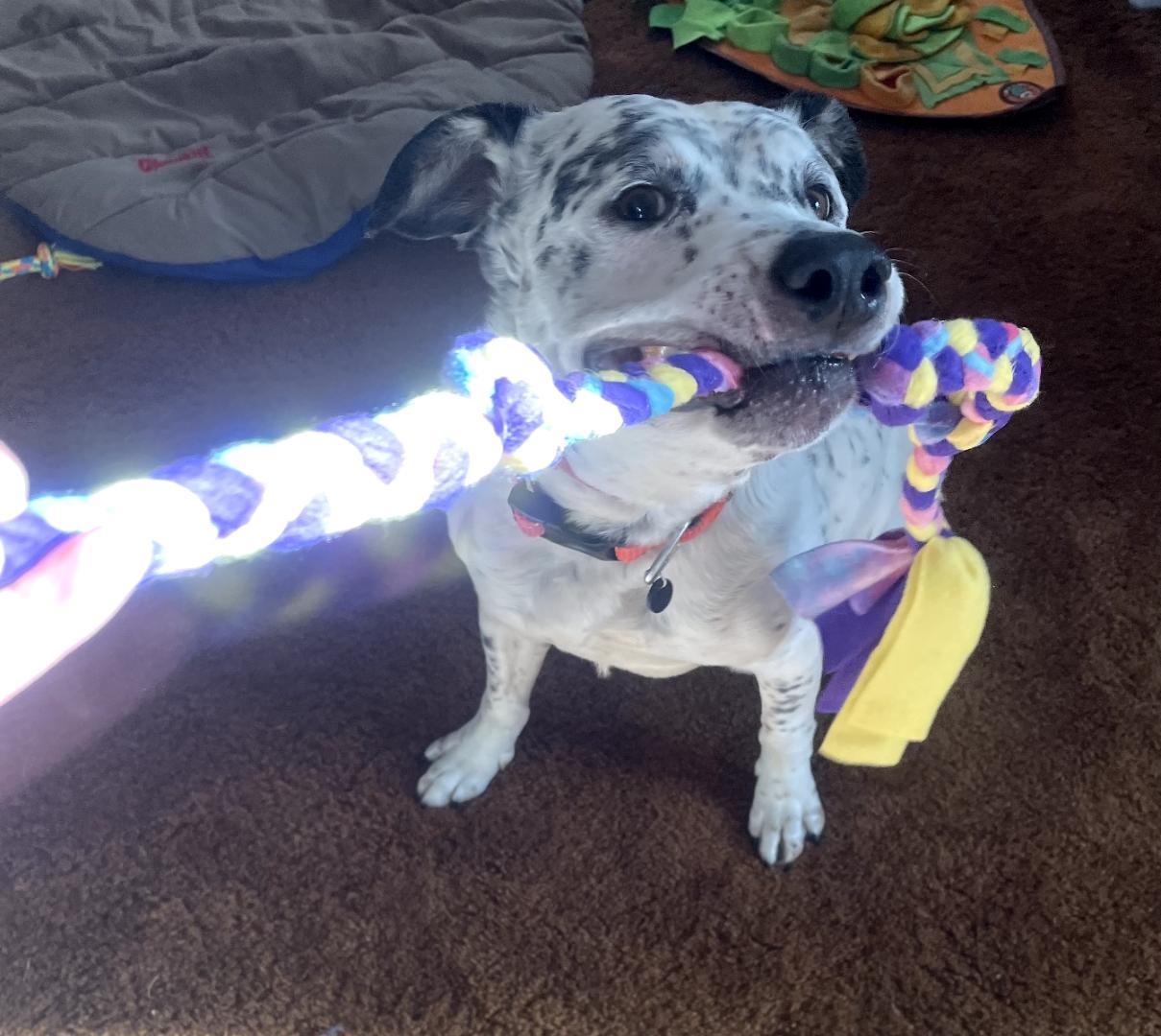 Blueberry-Corvallis, OR, Adoptable, Adult Male Dalmatian & Cattle Dog.