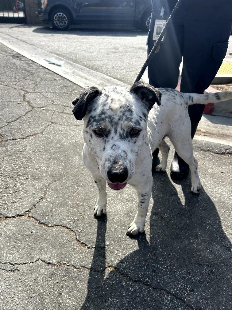 Enlarge Blueberry-Corvallis, OR, a Adoptable mixed breed in Corvallis, OR image 4/4
