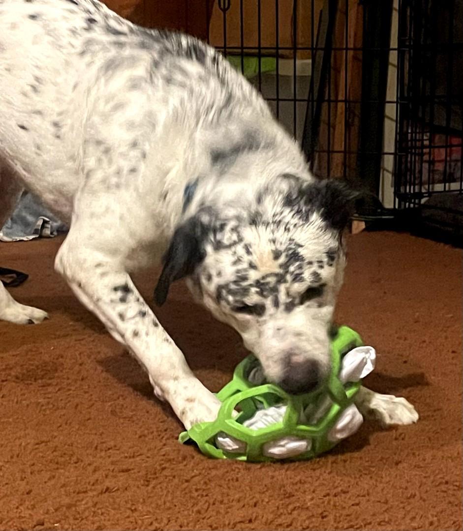 Enlarge Blueberry-Corvallis, OR, a Adoptable mixed breed in Corvallis, OR image 4/6
