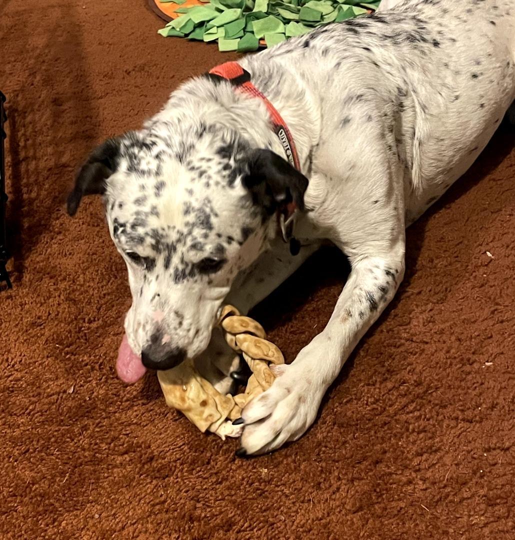 Enlarge Blueberry-Corvallis, OR, a Adoptable mixed breed in Corvallis, OR image 3/6