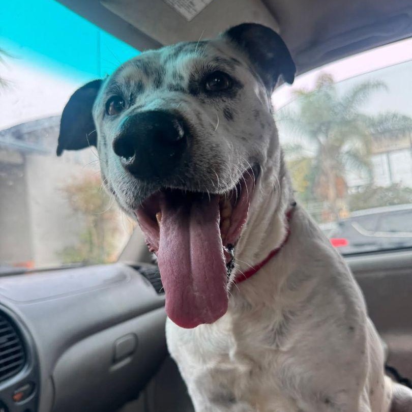 Enlarge Blueberry-Corvallis, OR, a Adoptable mixed breed in Corvallis, OR image 1/4