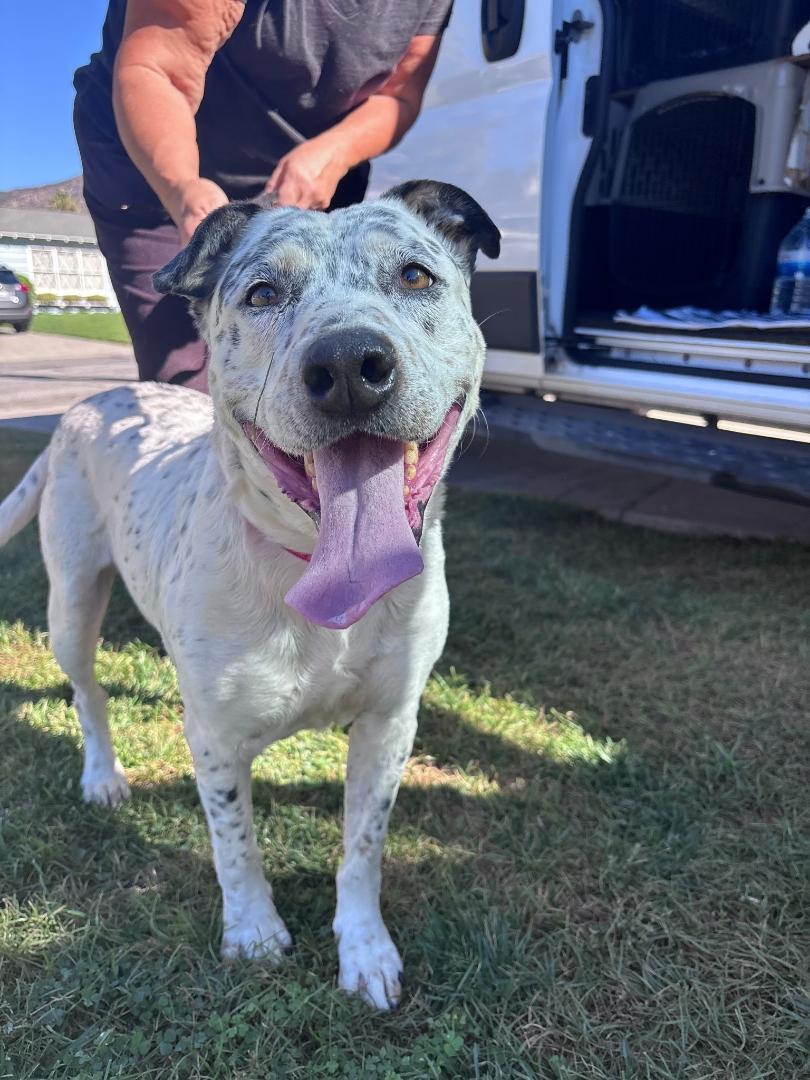 Enlarge Blueberry-Corvallis, OR, a Adoptable mixed breed in Corvallis, OR image 2/4