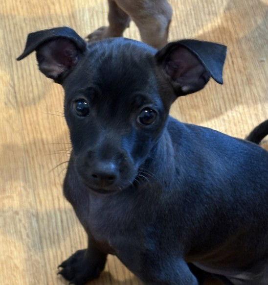 Jack, Adopted, Young Male Chihuahua.