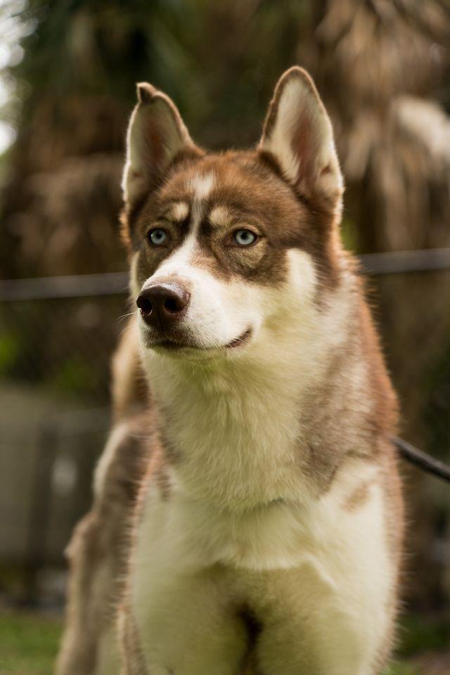 Peach, Adoptable, Adult Female Husky.