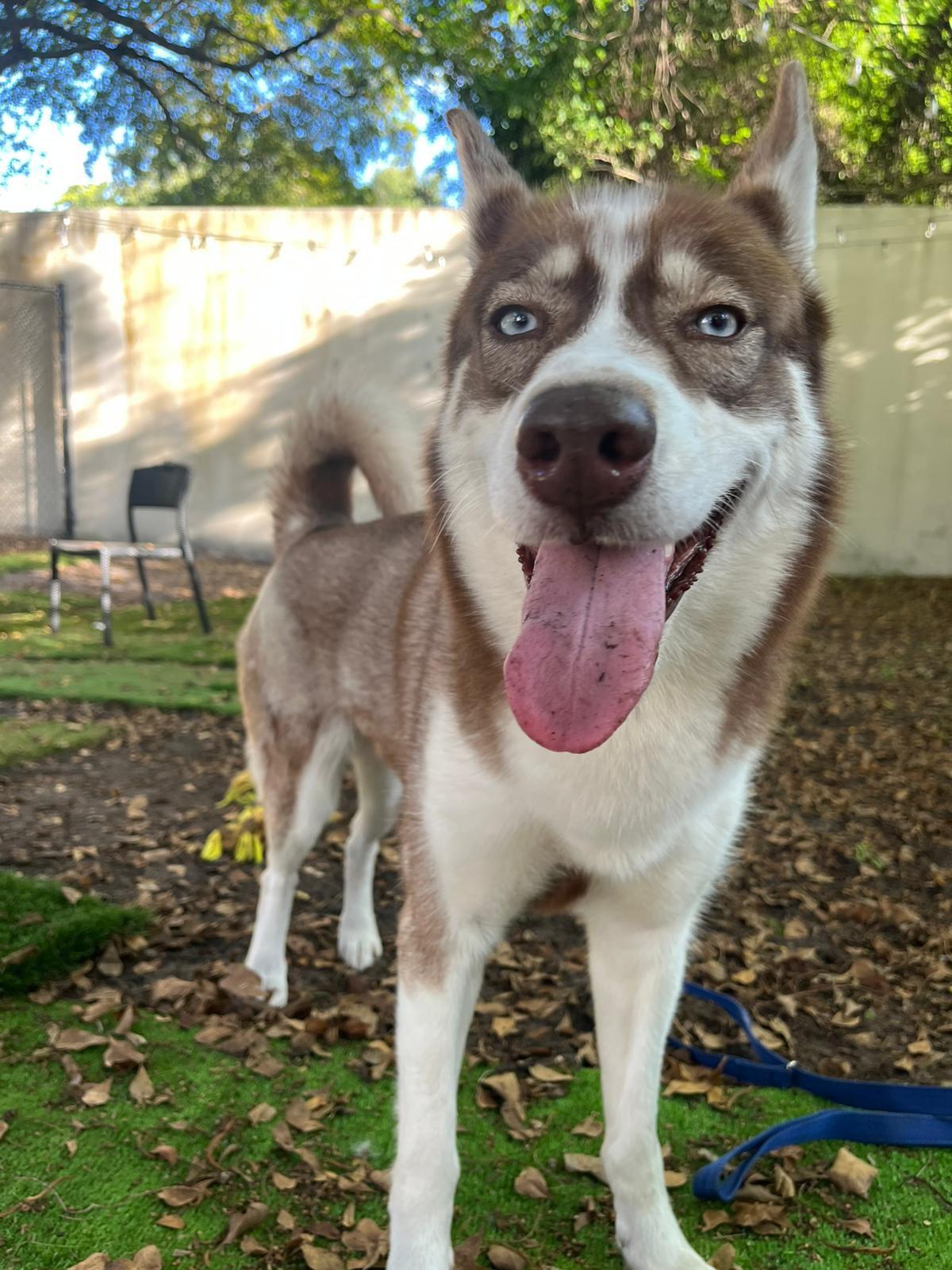 Peach, Adoptable, Adult Female Husky.
