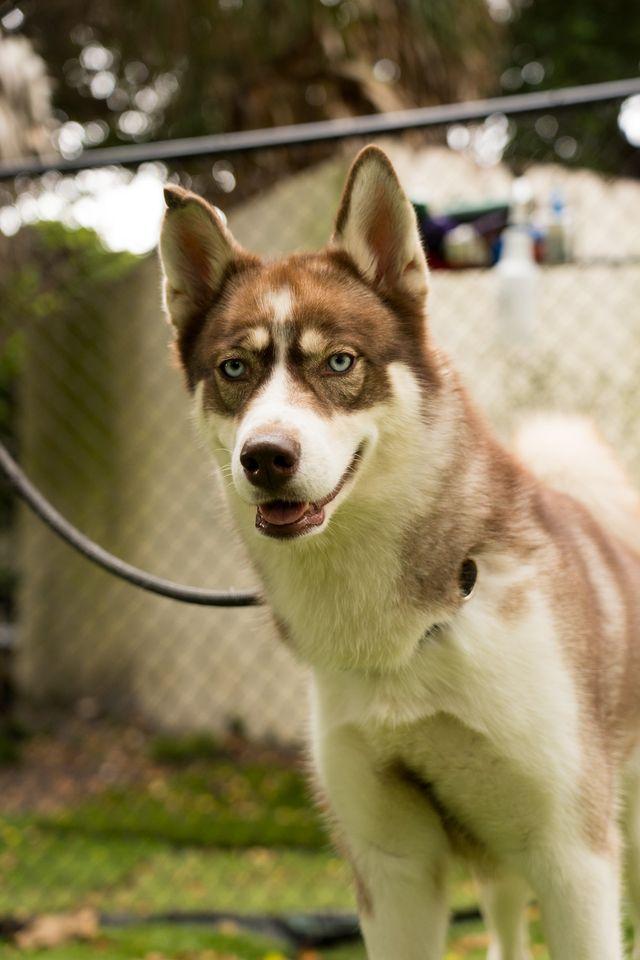 Enlarge Peach, a Adoptable mixed breed in Lauderhill, FL image 2/3