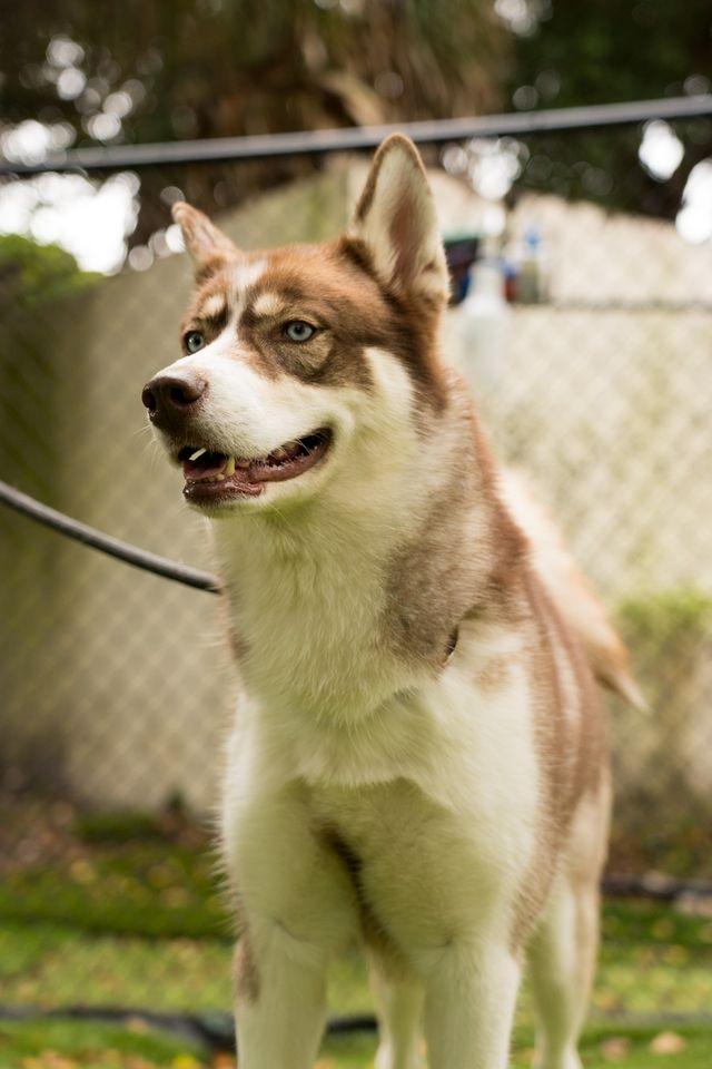 Enlarge Peach, a Adoptable mixed breed in Lauderhill, FL image 3/3