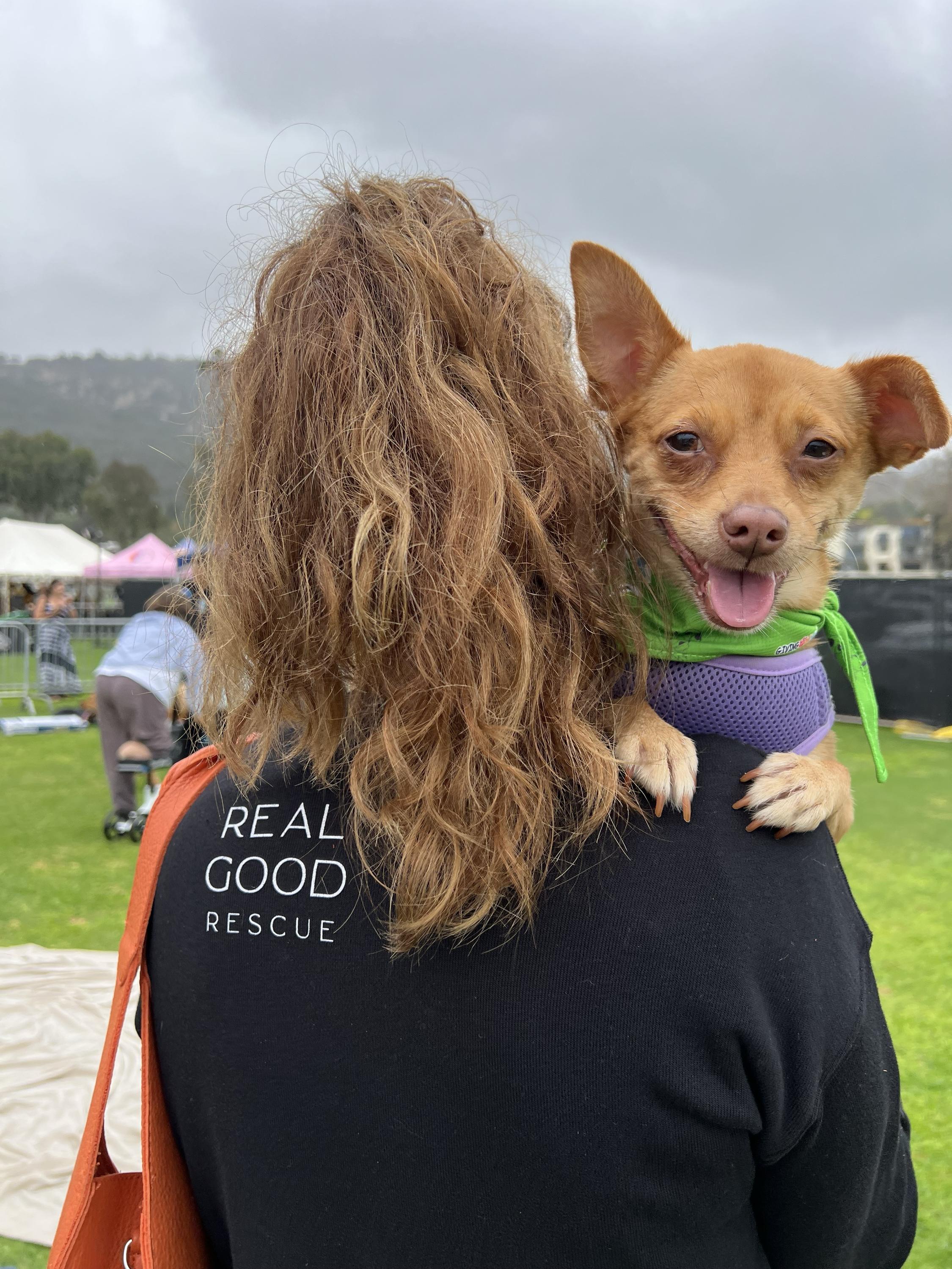 Pinky Tuscadero, a Adoptable Chihuahua in West Hollywood, CA image 2/5
