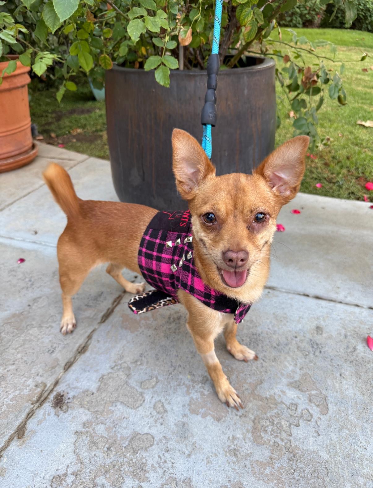 Pinky Tuscadero, a Adoptable Chihuahua in West Hollywood, CA image 5/5