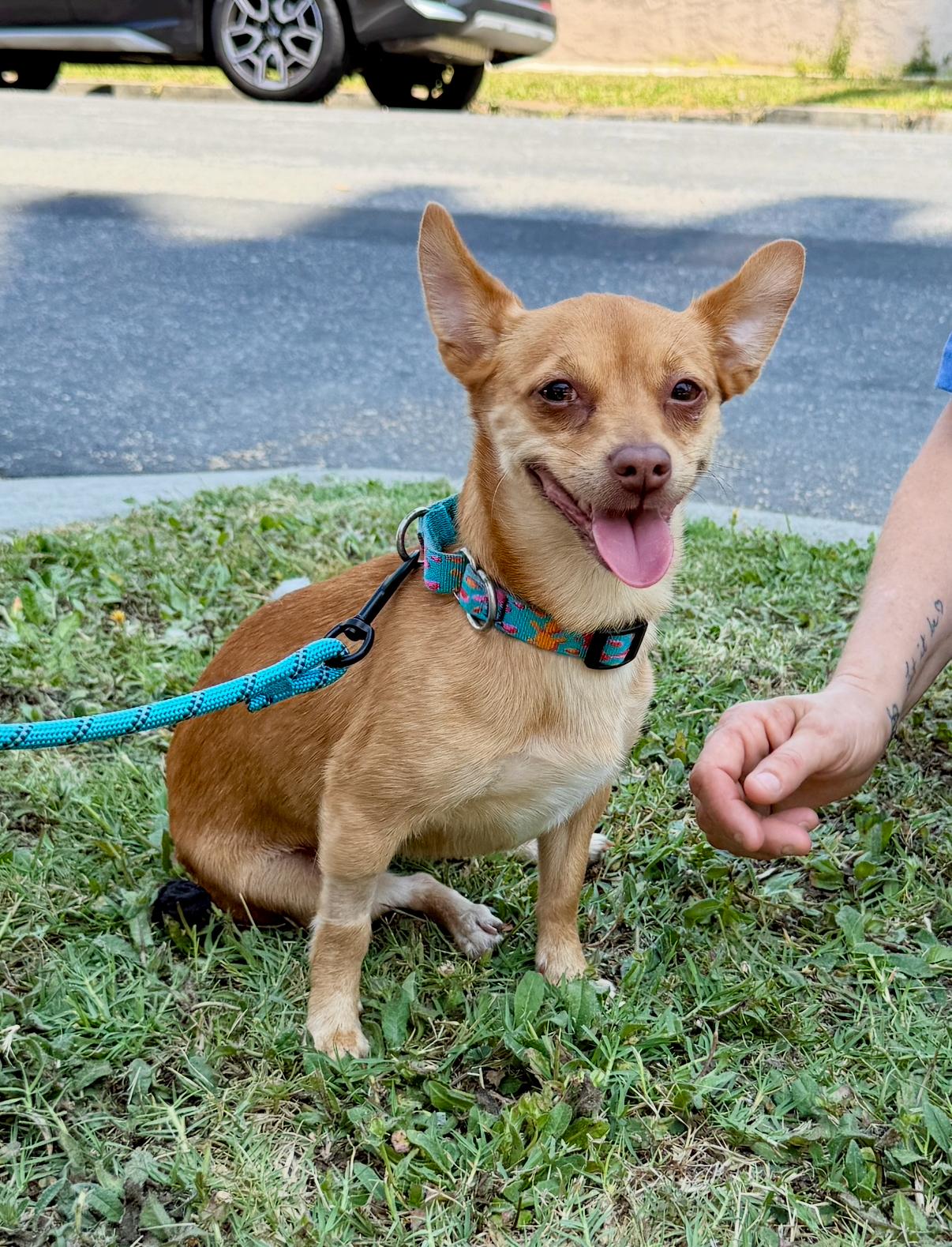 Pinky Tuscadero, a Adoptable Chihuahua in West Hollywood, CA image 4/5
