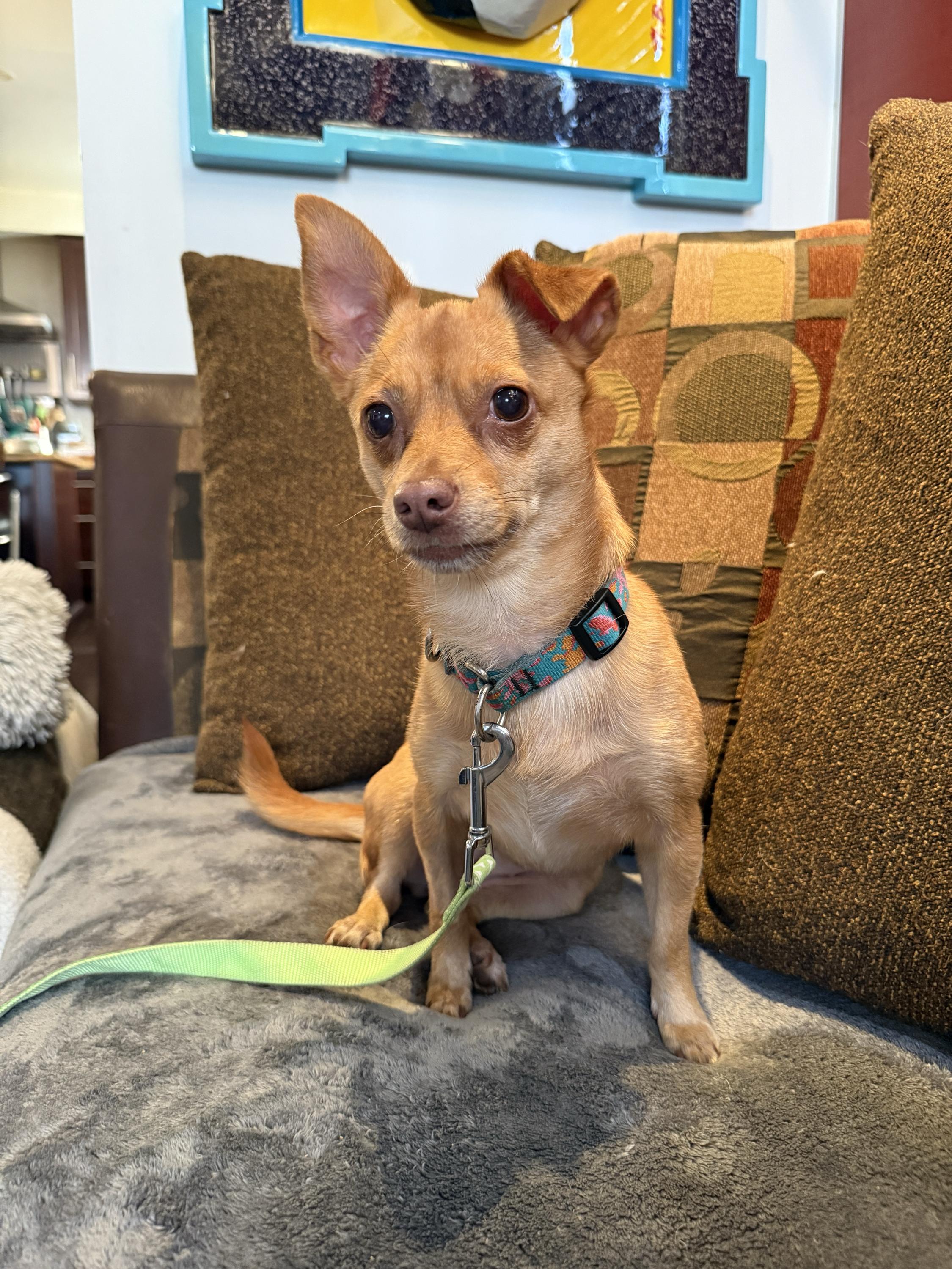 Pinky Tuscadero, a Adoptable Chihuahua in West Hollywood, CA image 3/5
