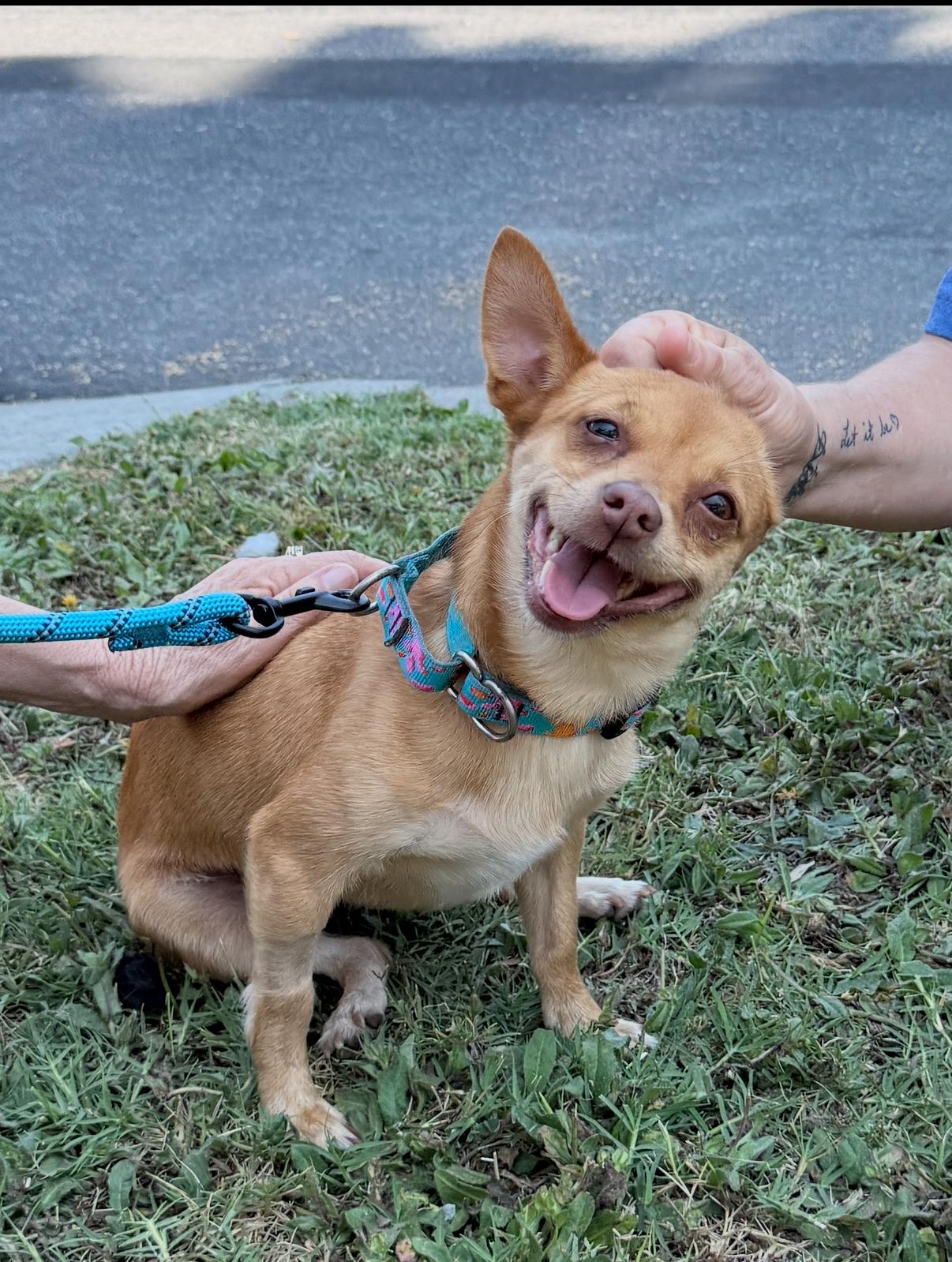 Pinky Tuscadero, a Adoptable Chihuahua in West Hollywood, CA image 1/5