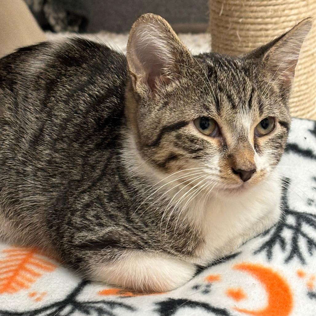 Echo, Adoptable, Young Male Domestic Short Hair.