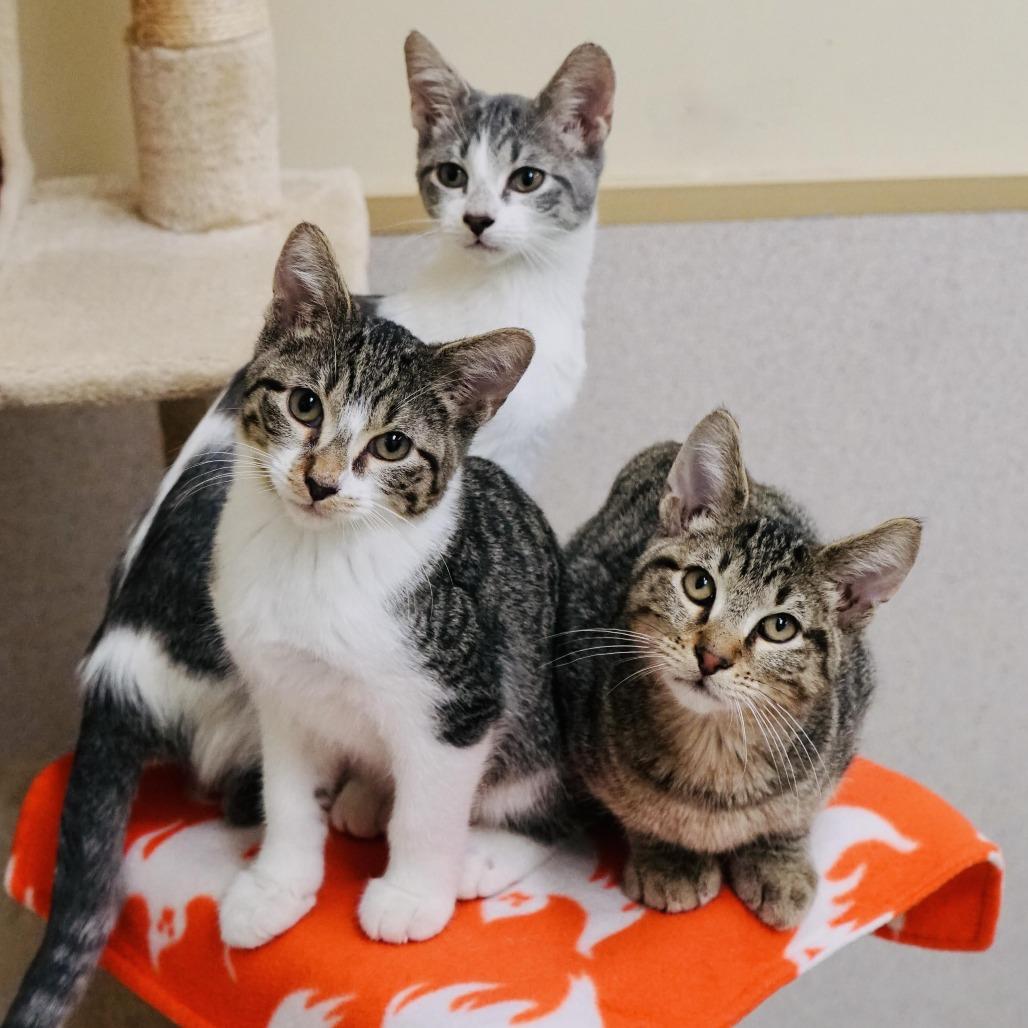 Enlarge Echo, a Adoptable Domestic Short Hair in Naperville, IL image 2/3