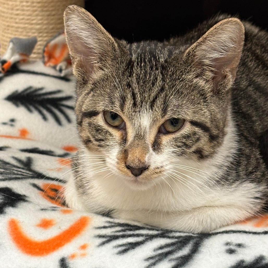 Enlarge Echo, a Adoptable Domestic Short Hair in Naperville, IL image 3/3