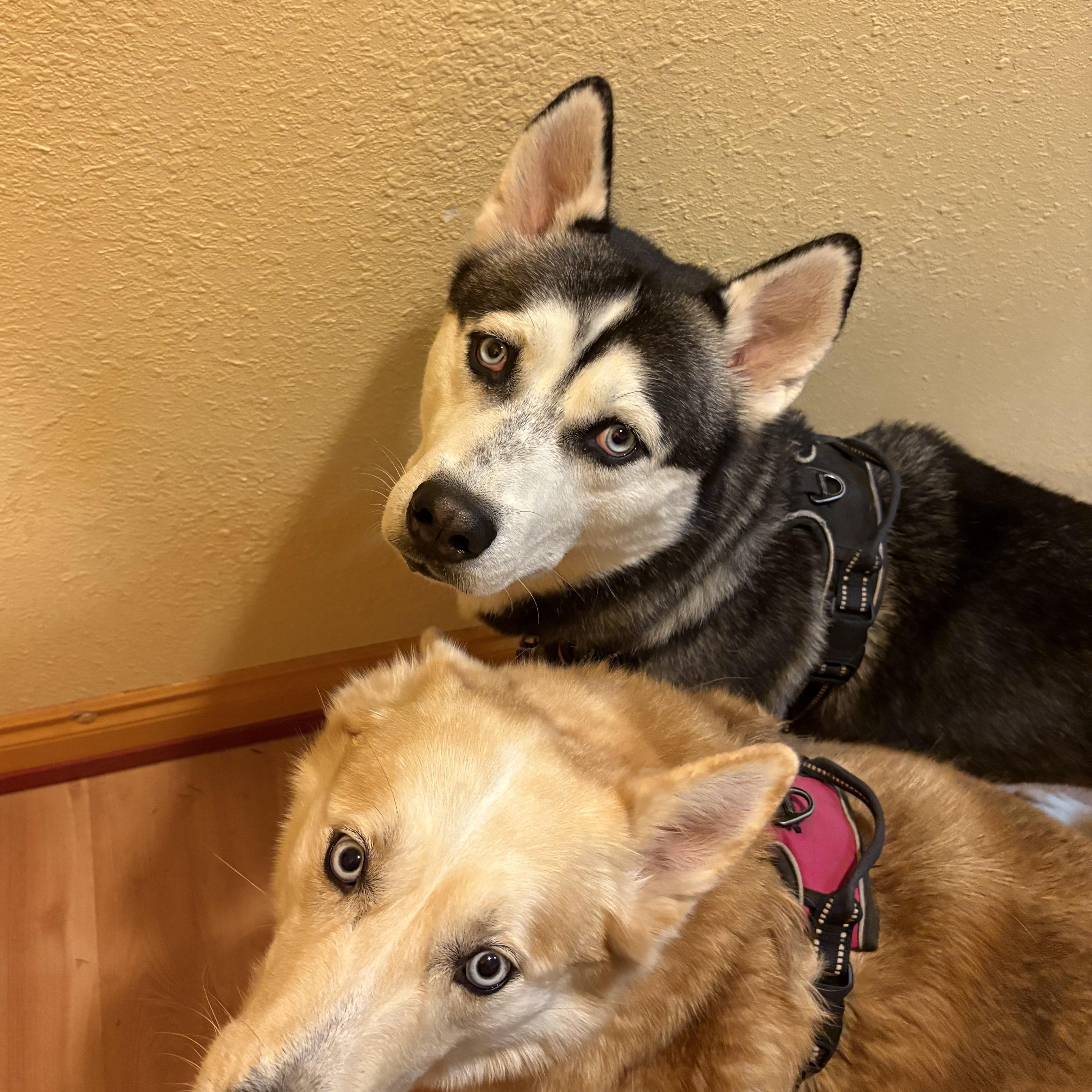 Enlarge **COURTESY LISTING** Sasha, a Adoptable Husky in Moscow, ID image 3/3