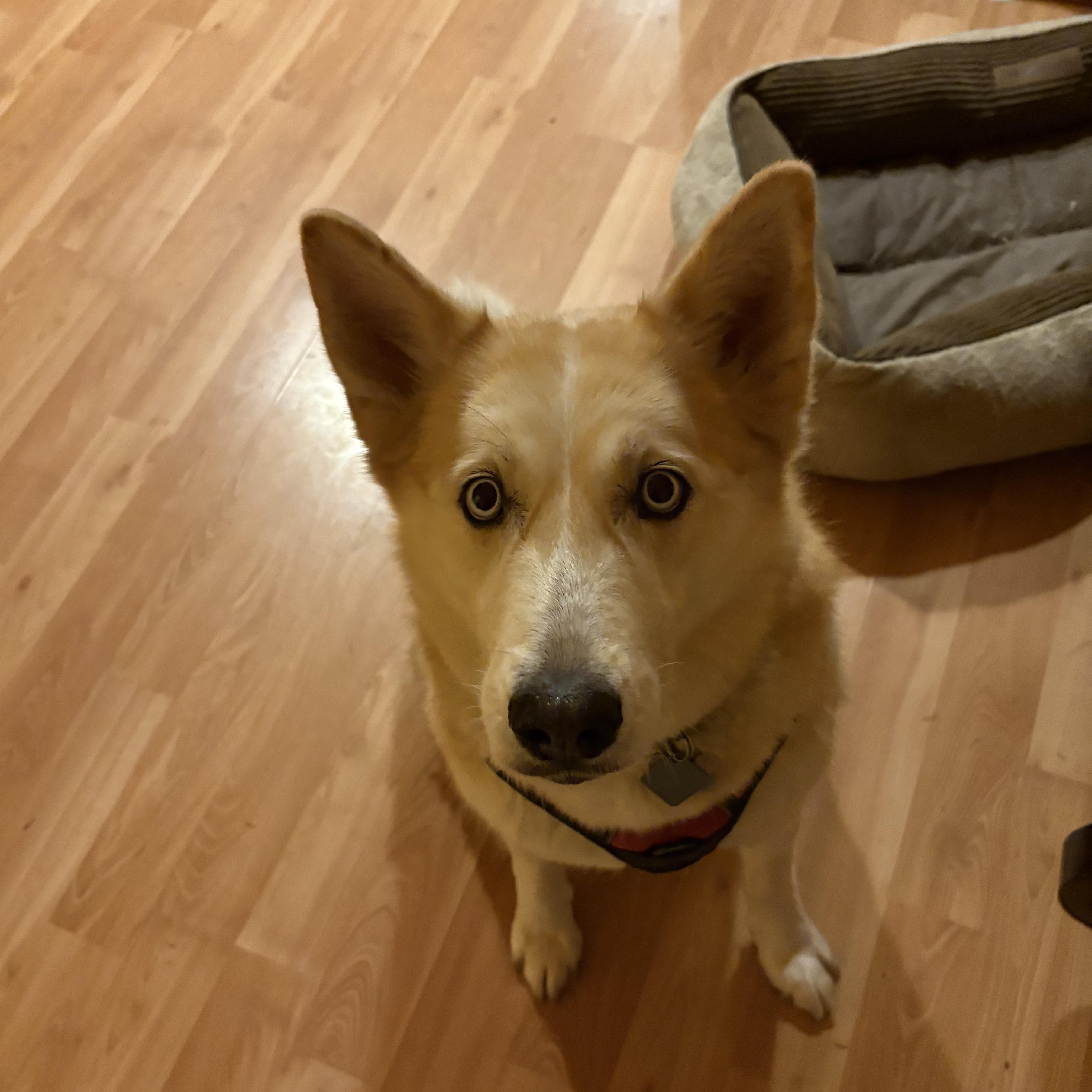 Enlarge **COURTESY LISTING** Sasha, a Adoptable Husky in Moscow, ID image 2/3