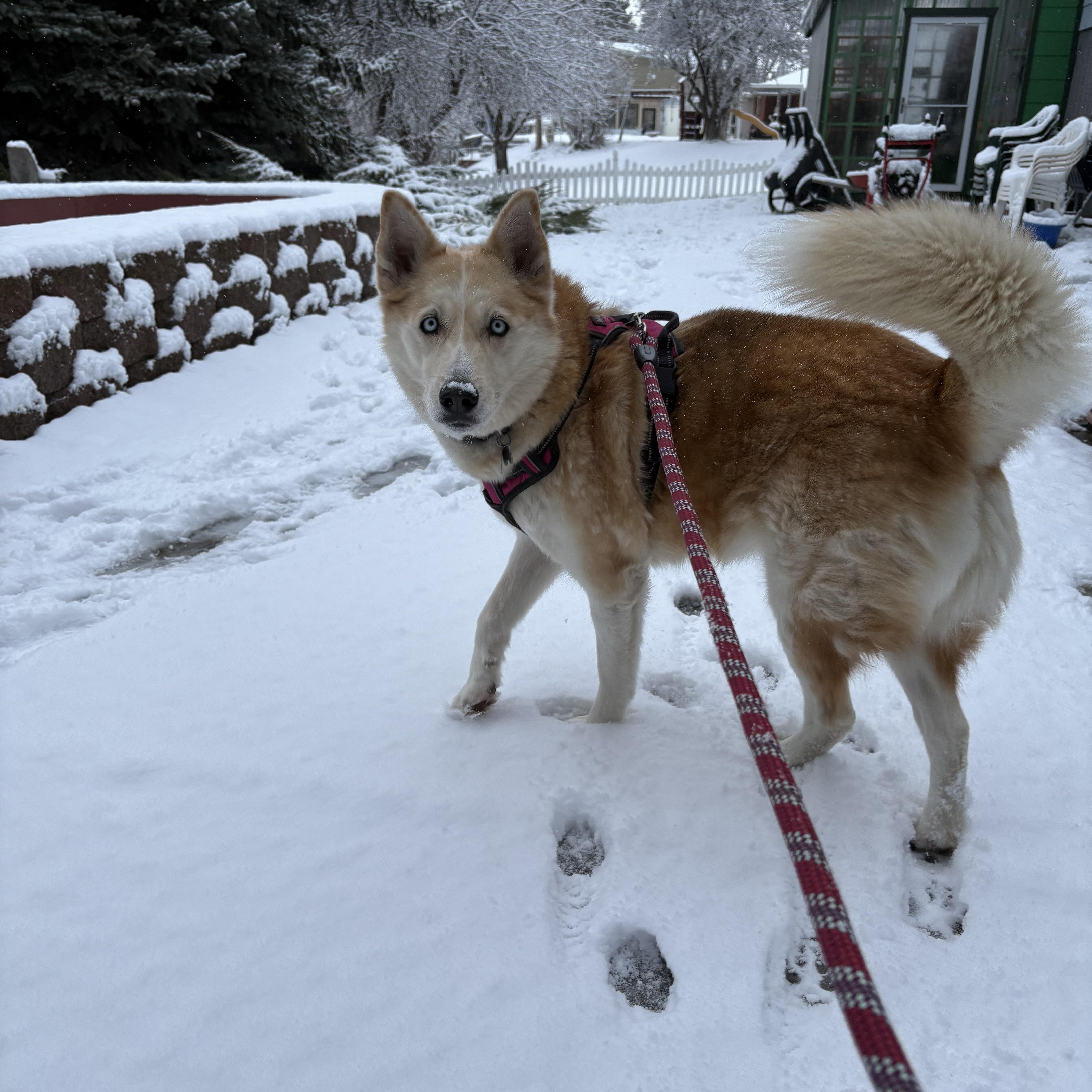 Enlarge **COURTESY LISTING** Sasha, a Adoptable Husky in Moscow, ID image 1/3