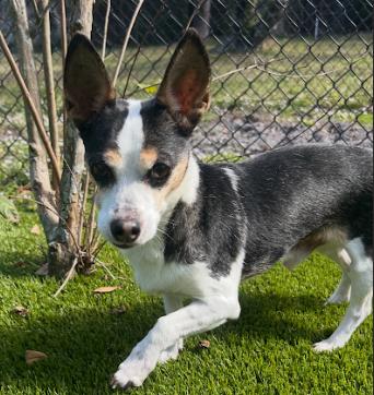Charley, an adopted Chihuahua in Palm Harbor, FL image 2/3