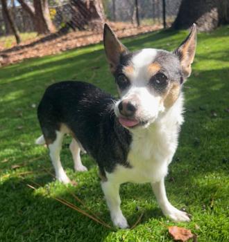 Charley, an adopted Chihuahua in Palm Harbor, FL image 1/3