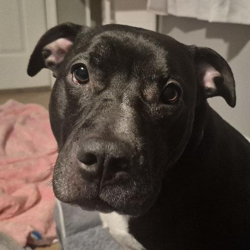 INDIGO, Adoptable, Adult Female Pit Bull Terrier & Mixed Breed.