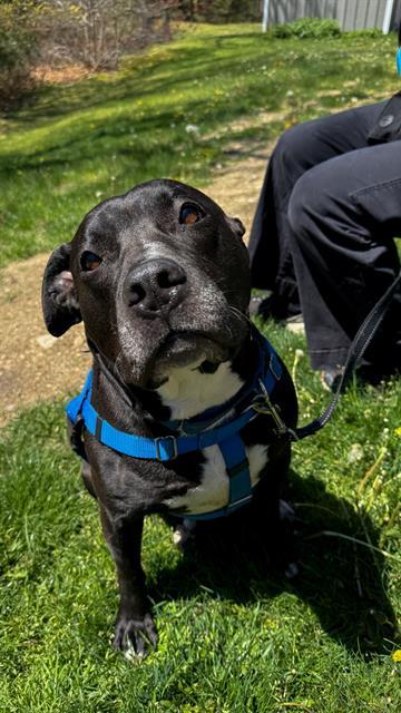 INDIGO, Adoptable, Adult Female Pit Bull Terrier & Mixed Breed.