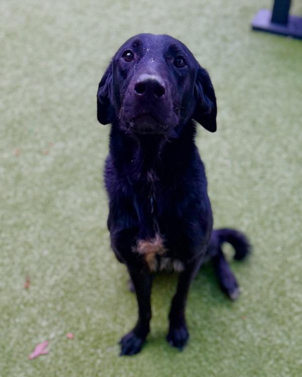 Enlarge Hearts, a Adoptable mixed breed in Canton, GA image 1/2