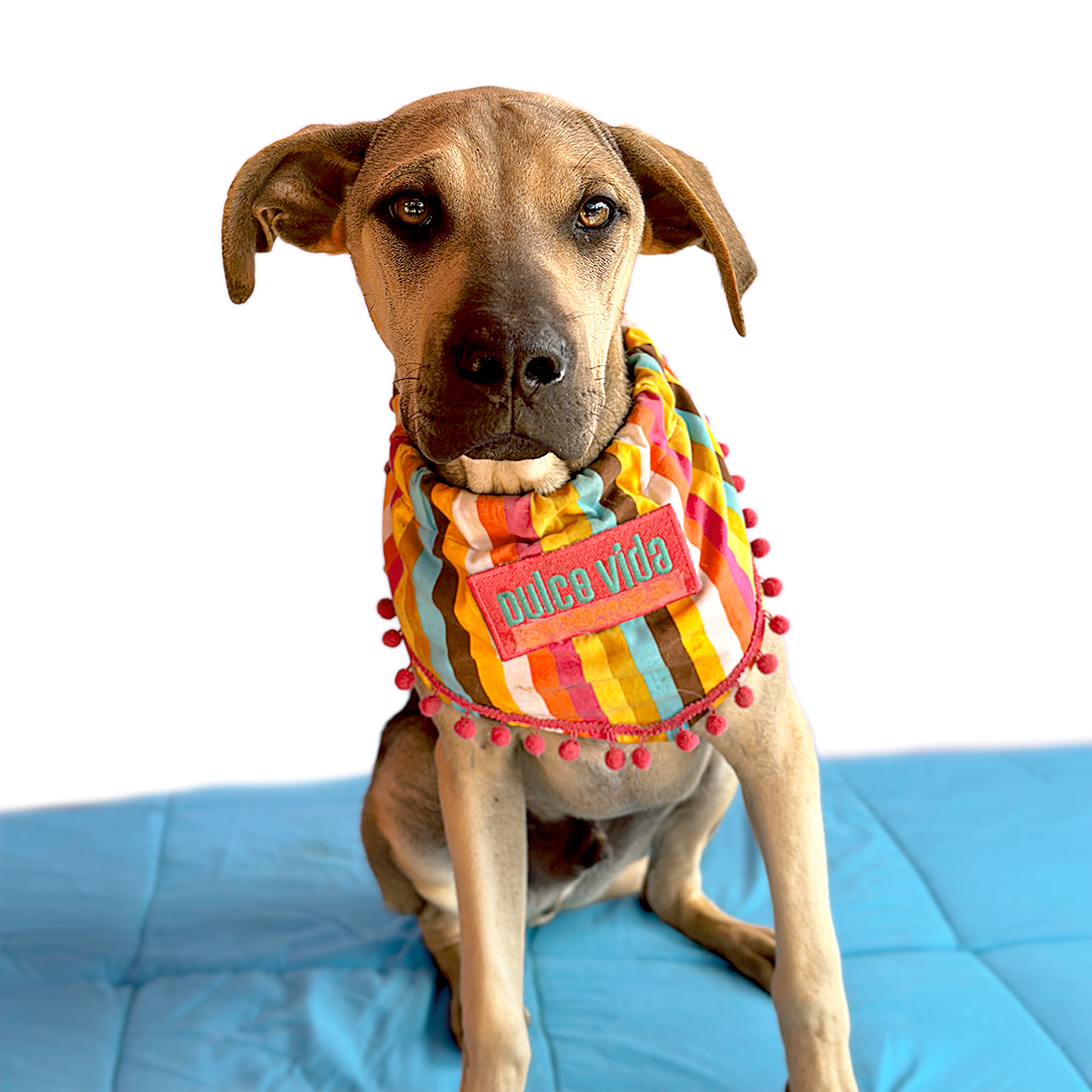 Enlarge TOFFEE, a Adoptable mixed breed in San Diego, CA image 5/6