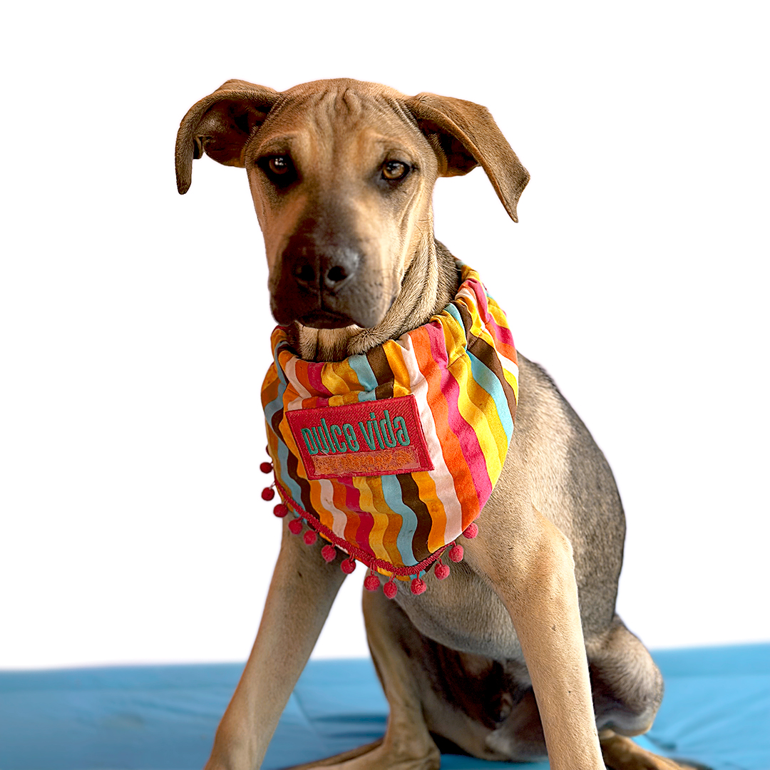 Enlarge TOFFEE, a Adoptable mixed breed in San Diego, CA image 3/6